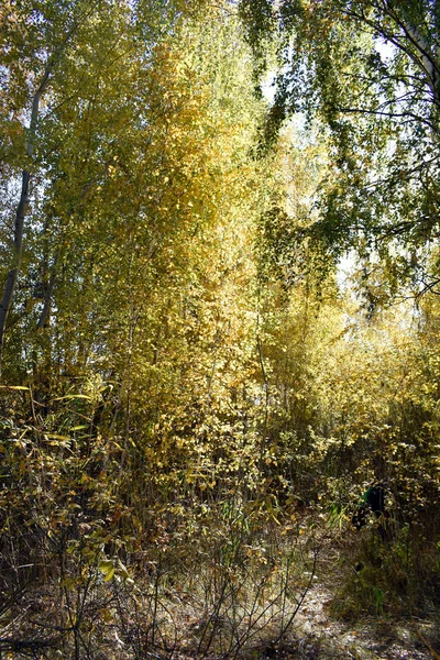Zlatý Podzim Lese — Stock fotografie