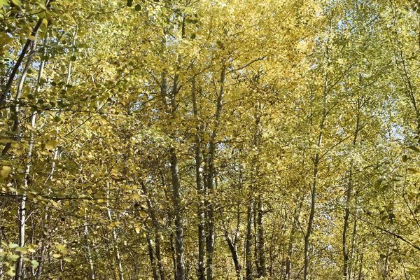 黄色の葉に白樺の木がある秋の風景 — ストック写真