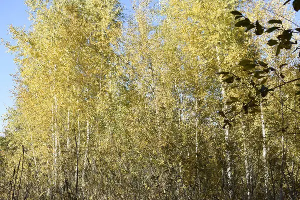 黄色の葉に白樺の木がある秋の風景 — ストック写真