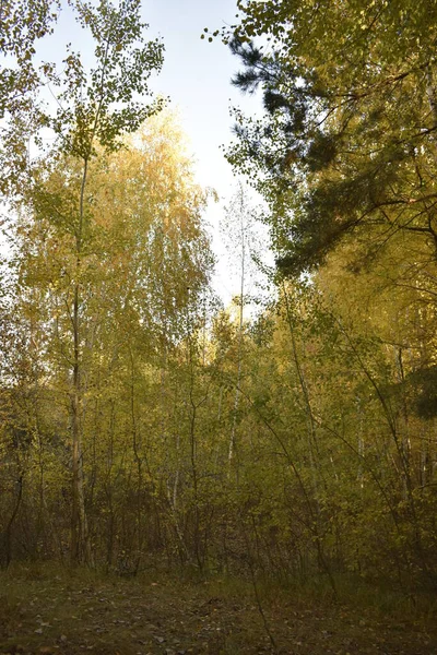 Golden Autumn Forest — Stock Photo, Image