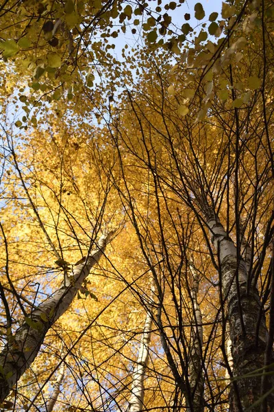 Ormanda Altın Sonbahar — Stok fotoğraf