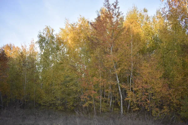 Goldener Herbst Wald — Stockfoto