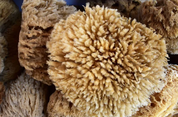 natural sea sponge close up