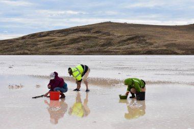 Tuzlu bataklıkta pembe tuz nasıl toplanır?