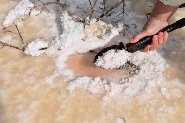 Tuzlu bataklıkta pembe tuz nasıl toplanır?