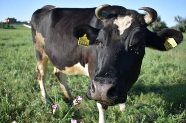 cow in the field eats grass and wild flowers clipart