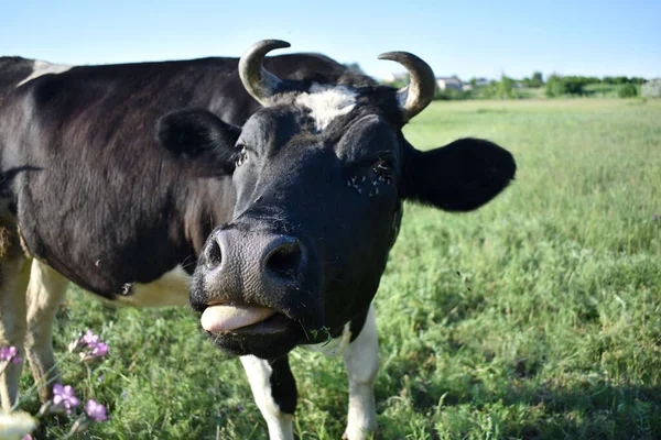 Vaca Campo Come Grama Flores Silvestres — Fotografia de Stock