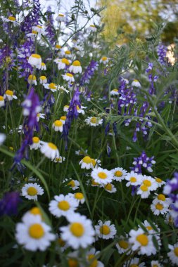 Yaz manzarası ve bir buket papatya.