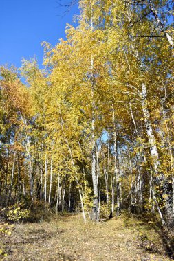 Bir huş ağacında altın sonbahar manzarası