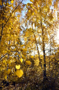 Bir huş ağacında altın sonbahar