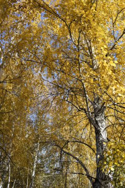 Bir huş ağacında altın sonbahar