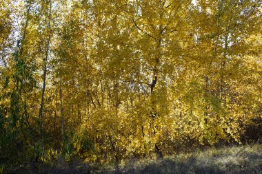Bir huş ağacında altın sonbahar