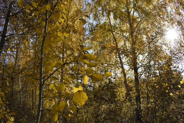 白樺林の黄金の秋 — ストック写真