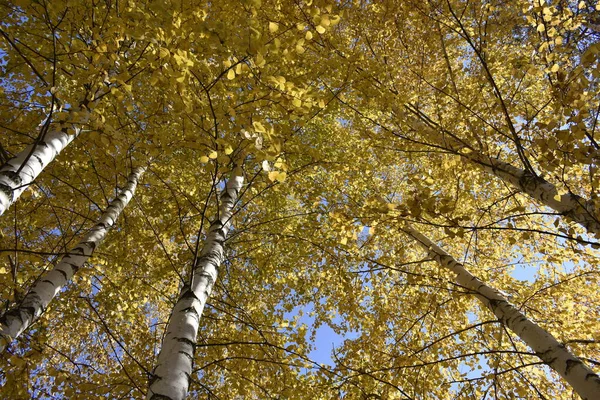 Outono Dourado Uma Floresta Vidoeiro — Fotografia de Stock