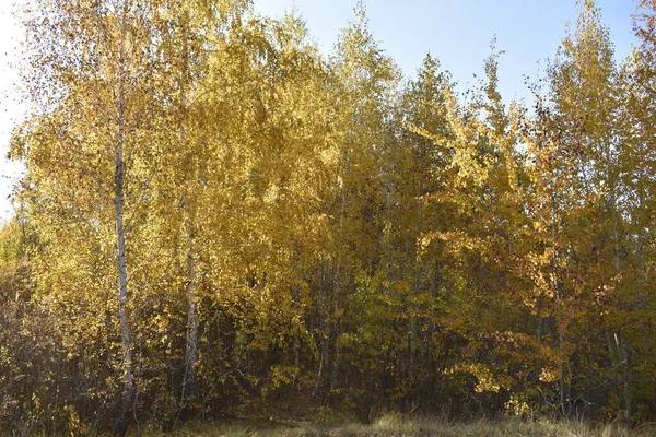 Bir Huş Ağacında Altın Sonbahar — Stok fotoğraf