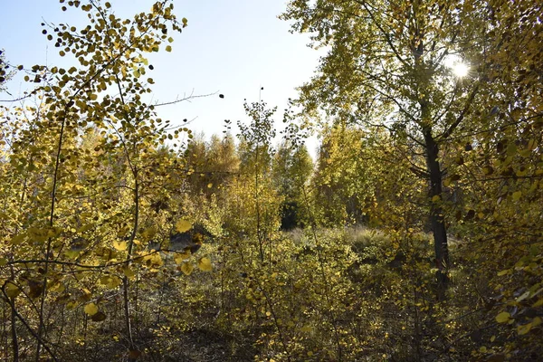Золотая Осень Березовом Лесу — стоковое фото