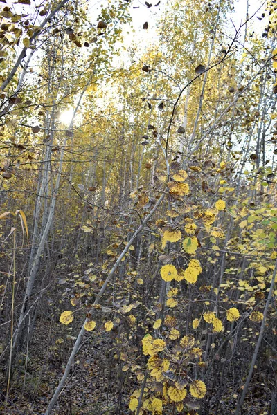 Golden Autumn Birch Forest — Stock Photo, Image