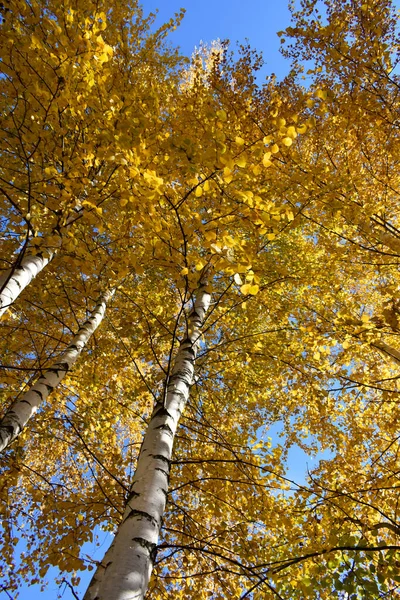 Golden Autumn Birch Forest Stock Image