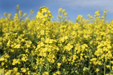 Mavi gökyüzü ve sarı tarlalı manzara