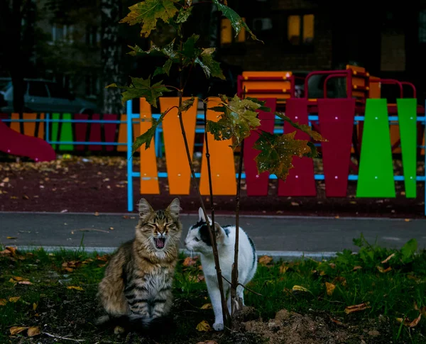 Zwei Katzen Park — Stockfoto