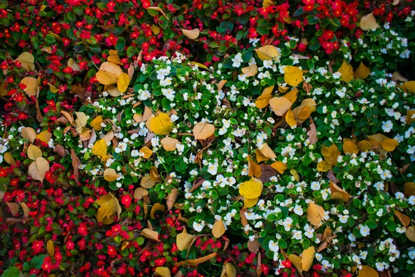 Kırmızı Sonbahar Çiçekler Açar — Stok fotoğraf