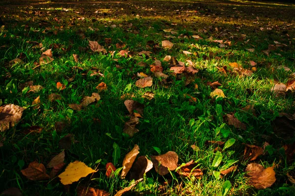 Listoví Listy Trávy Parku — Stock fotografie