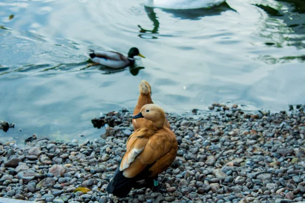 Canards Sur Étang — Photo