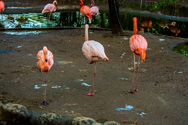 Flamingos Moskauer Zoo — Stockfoto