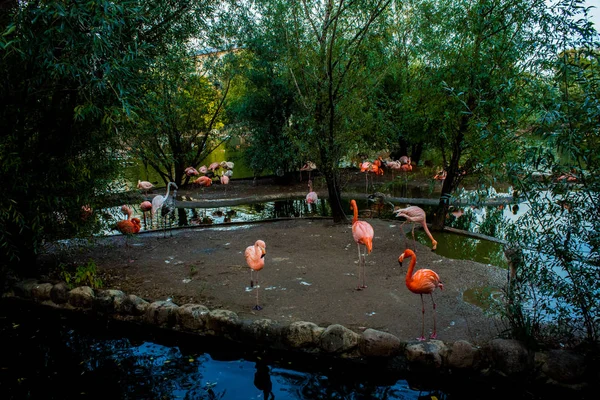 Фламінго Московський Зоопарк — стокове фото