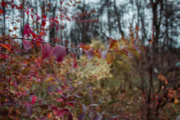 Autumn Foliage Close — Stock Photo, Image