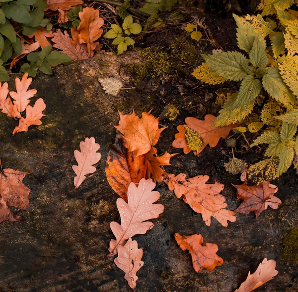 Podzimní Listí Zemi Pozadí — Stock fotografie