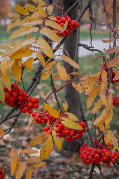 autumn berries on the tree