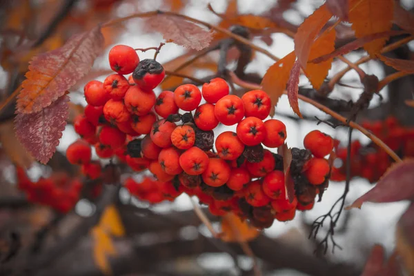 Herbstbeeren Auf Dem Baum — Stockfoto