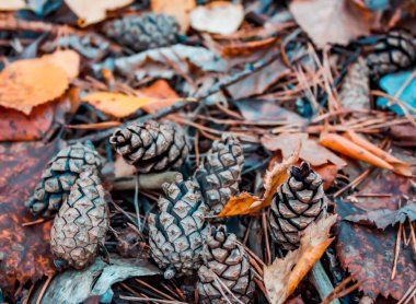 darbe ormandaki yaprakları