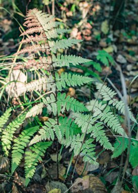 sonbahar ormandaki hakları