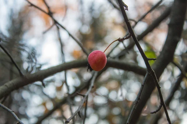 Rote Beeren Auf Einem Baum — Stockfoto