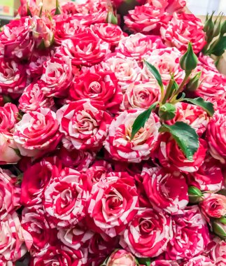 Bir buket kırmızı gül.