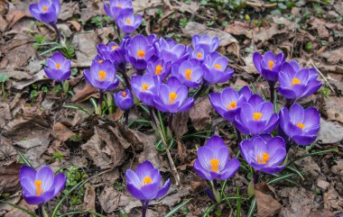 bahar mor crocuses yakın çekim