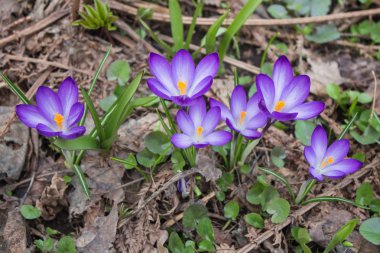 bahar mor crocuses yakın çekim
