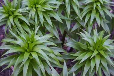 kaktüs benzeri bitki yakın çekim