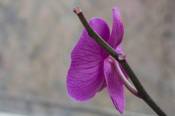 Purple Iris Flower Windows — Stock Photo, Image