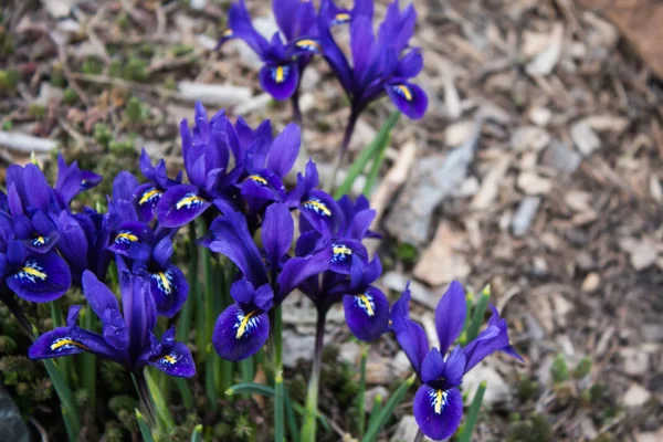 Blaue Blumen Auf Einem Hintergrund — Stockfoto