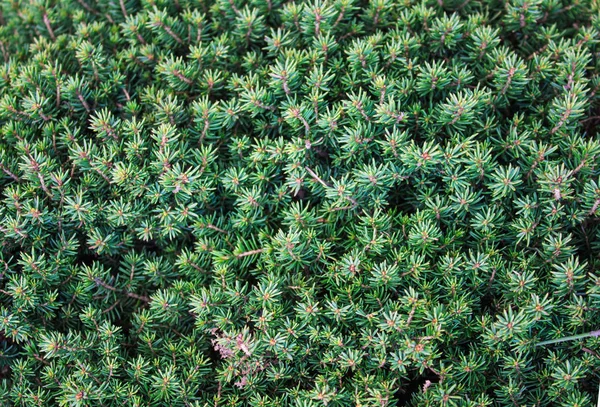 仙人掌状植物特写 — 图库照片