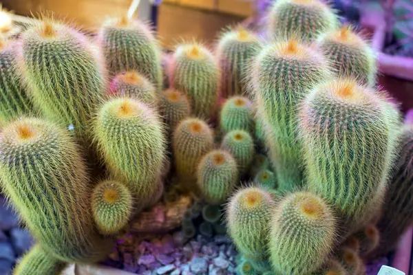 Group Green Cactuses — Stock Photo, Image