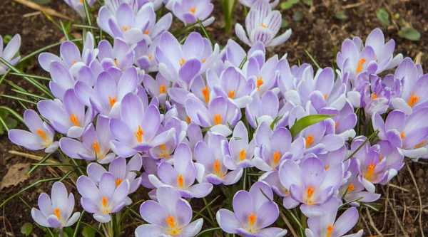 Primaveral Azulado Crocuses Primer Plano Fotos de stock libres de derechos