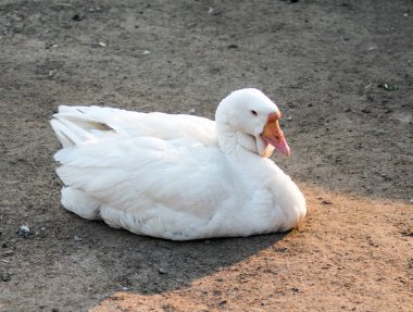 yuvaüzerinde beyaz yaşlı kuğu