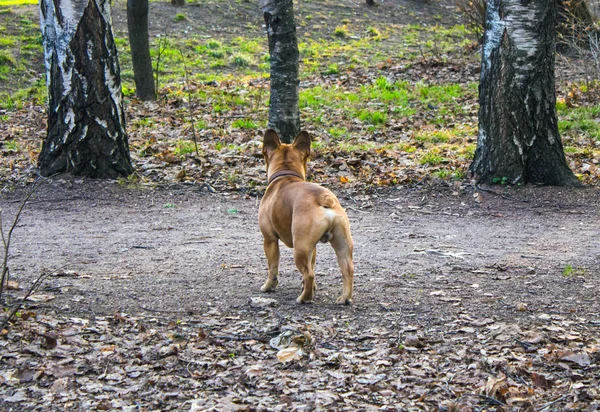 Chien Dans Forêt — Photo