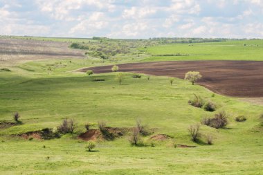 Yeşil tarlalı ve mavi gökyüzüyle manzara