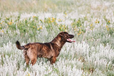 Bir köpeğin portresi.