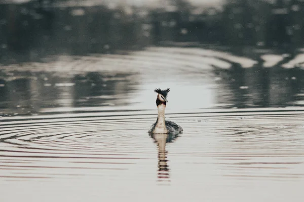 Kaczka Kępka Środku Jeziora — Zdjęcie stockowe